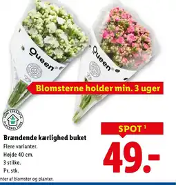 Lidl Ikke alle butikker har alle de viste varianter af blomster og planter. tilbud