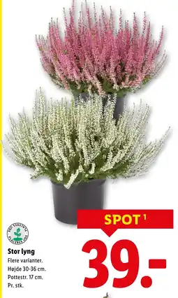 Lidl Stor lyng tilbud