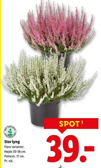 Lidl Stor lyng tilbud