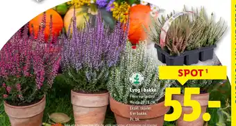 Lidl Lyng i bakke tilbud