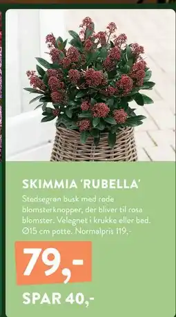 Plantorama SKIMMIA 'RUBELLA', DKK 79 tilbud