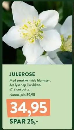 Plantorama JULEROSE, DKK 34.95 tilbud
