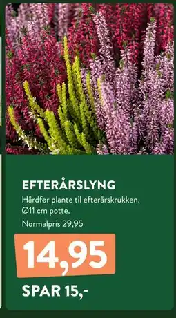 Plantorama EFTERÅRSLYNG, DKK 14.95 tilbud