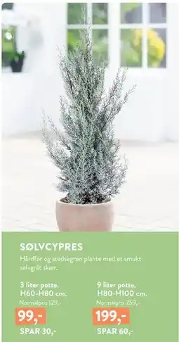 Plantorama SØLVCYPRES tilbud