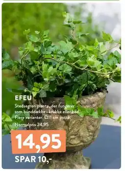Plantorama EFEU, DKK 14.95 tilbud