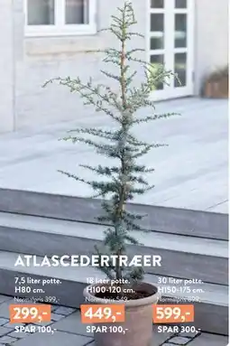 Plantorama ATLASCEDERTRÆER, DKK 299 tilbud