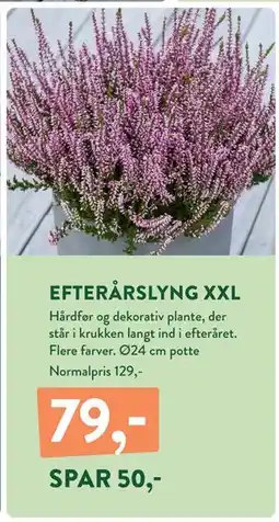 Plantorama EFTERÅRSLYNG XXL, DKK 79 tilbud