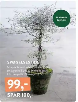 Plantorama SPØGELSESTRÆ, DKK 99 tilbud