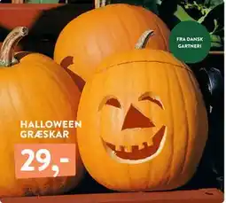 Plantorama HALLOWEEN GRÆSKAR, DKK 29 tilbud