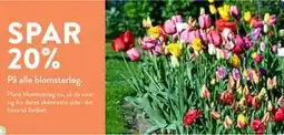 Plantorama SPAR 20% På alle blomsterløg tilbud