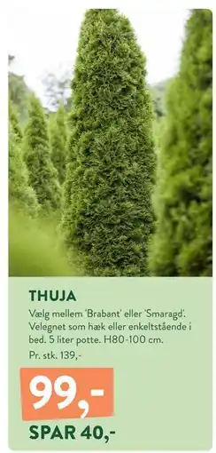 Plantorama THUJA, DKK 99 tilbud