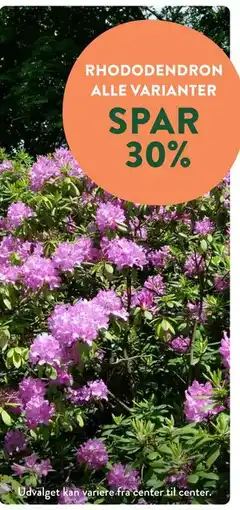 Plantorama RHODODENDRON ALLE VARIANTER tilbud