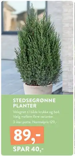 Plantorama STEDSEGRØNNE PLANTER, DKK 89 tilbud
