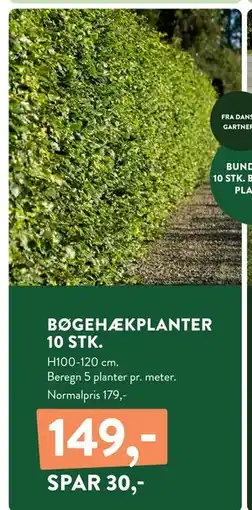 Plantorama BØGEHÆKPLANTER 10 STK, DKK 149 tilbud