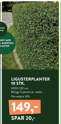 Plantorama LIGUSTERPLANTER 10 STK, DKK 149 tilbud