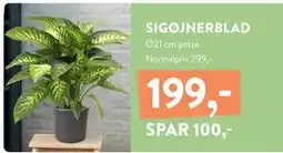 Plantorama SIGØJNERBLAD, DKK 199 tilbud