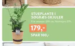 Plantorama STUEPLANTE I SØGRÆS-SKJULER, DKK 179 tilbud