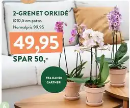 Plantorama 2-GRENET ORKIDÉ, DKK 49.95 tilbud