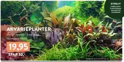 Plantorama AKVARIEPLANTER, DKK 19.95 tilbud