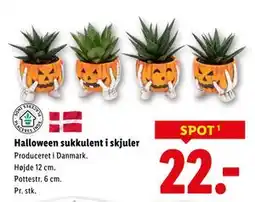 Lidl Halloween sukkulent i skjuler, DKK 22 tilbud