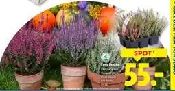 Lidl Lyng i bakke, DKK 55 tilbud