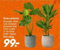 Bilka Grøn plante, DKK 99 tilbud