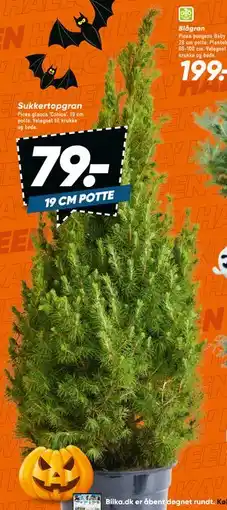 Bilka Sukker topgran, DKK 79 tilbud