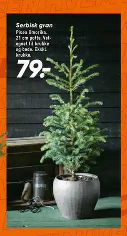 Bilka Serbisk gran, DKK 79 tilbud