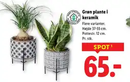 Lidl Grøn plante i keramik tilbud