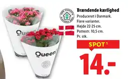 Lidl Brændende kærlighed tilbud