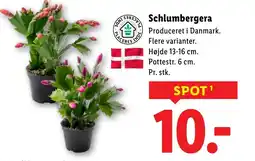 Lidl Schlumbergera tilbud