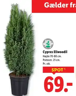 Lidl Cypres Ellwoodii tilbud