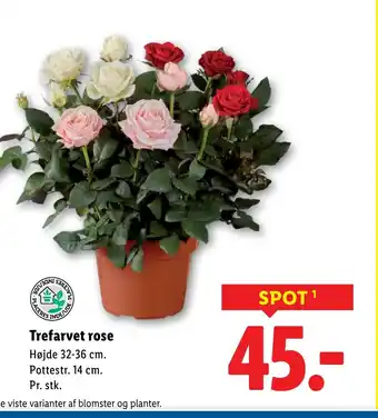 Lidl Trefarvet rose tilbud