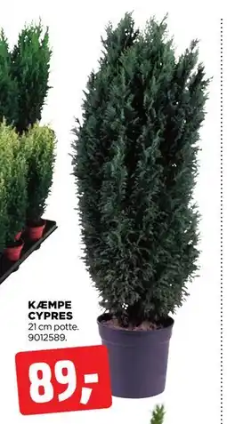 jem & fix KÆMPE CYPRES, DKK 89 tilbud
