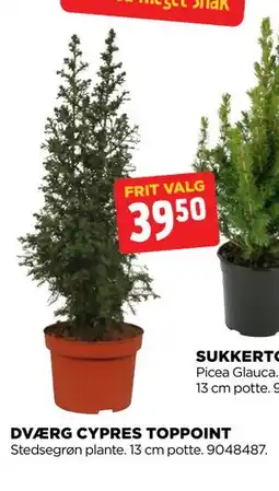 jem & fix DVÆRG CYPRES TOPPOINT, DKK 39.5 tilbud
