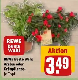 REWE DE REWE Beste Wahl Azalee oder Grünpflanze tilbud