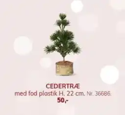 Daells Bolighus Cedertræ tilbud