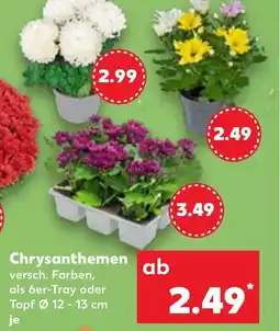 Kaufland DE Chrysanthemen tilbud