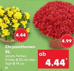 Kaufland DE Chrysanthemen XL tilbud