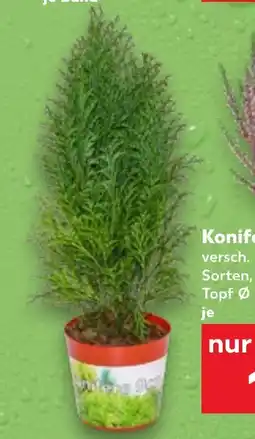 Kaufland DE Konifere tilbud