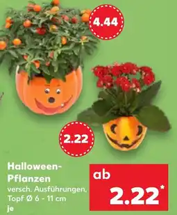 Kaufland DE Halloween- Pflanzen tilbud
