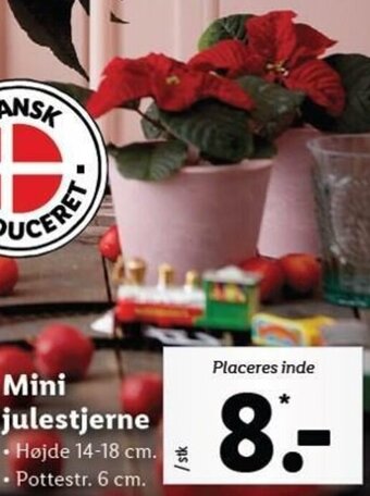 Lidl Mini Julestjerne tilbud