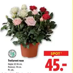 Lidl Trefarvet rose, DKK 45 tilbud