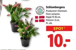 Lidl Schlumbergera, DKK 10 tilbud