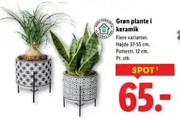 Lidl Grøn plante i keramik, DKK 65 tilbud