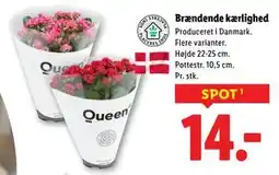 Lidl Brændende kærlighed, DKK 14 tilbud