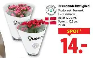 Lidl Brændende kærlighed, DKK 14 tilbud