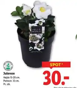 Lidl Julerose, DKK 30 tilbud