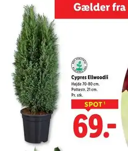Lidl Cypres Ellwoodii, DKK 69 tilbud