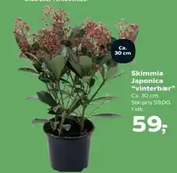 SuperBrugsen Skimmia Japonica “vinterbær” tilbud
